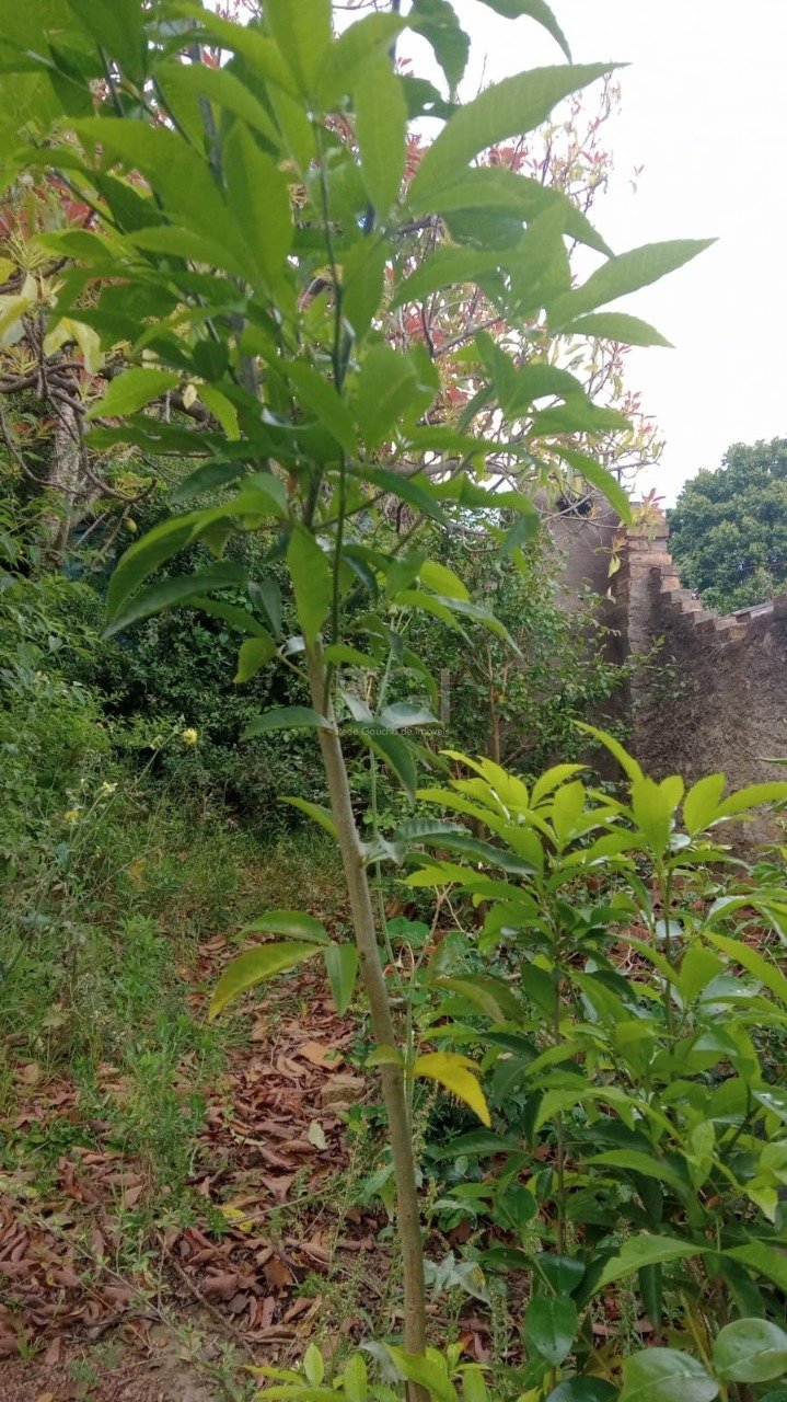 Terreno para Venda - 356.4m², 0 dormitórios, Coronel Aparício Borges